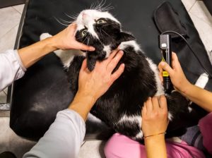 Cat Laser Therapy