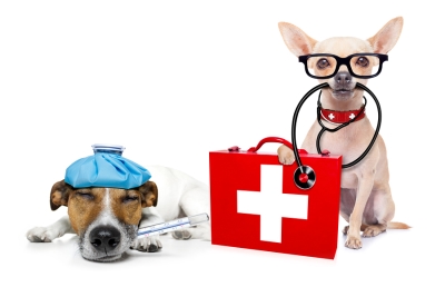 Pet receiving a thorough medical exam from a veterinarian in Campbell & Saratoga, CA 