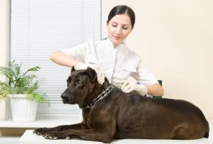 Vet Checking Microchip 