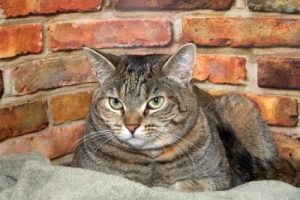 Cat Seating On Sofa