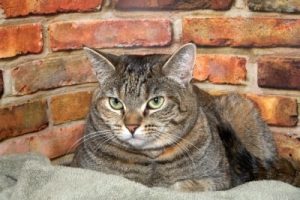 Cat Seating On Sofa