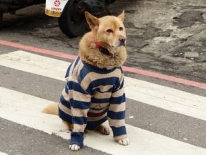 Dog In Winter Clothes