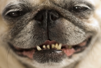 A Dog receiving a dental checkup to maintain good oral health in Campbell & Saratoga, CA.
