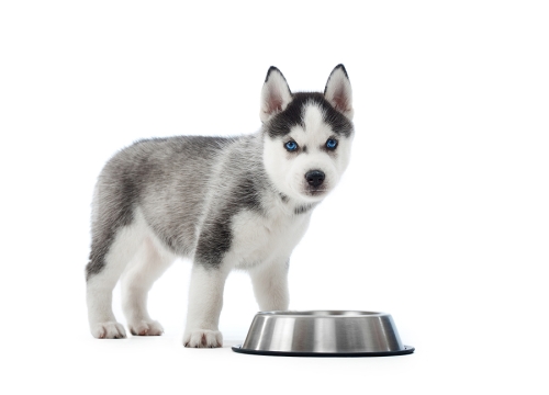 Warning signs of dehydration in dogs to help pet owners in Campbell & Saratoga, CA
