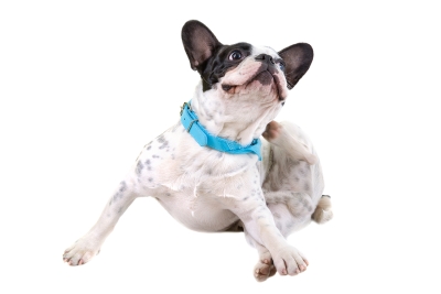 Pet receiving allergy treatment at Reed Animal Hospital in Campbell & Saratoga, CA