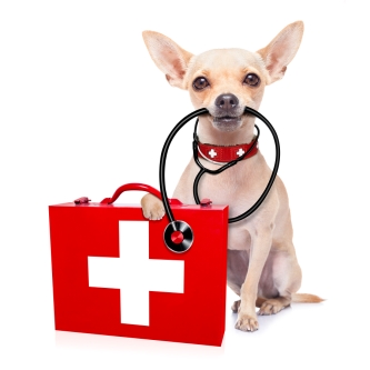 emergency pet services