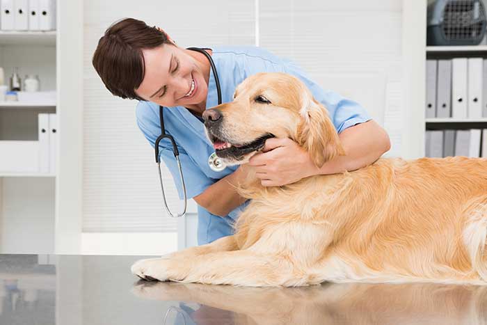 vet with golden retriever