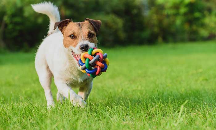 Dog with toy