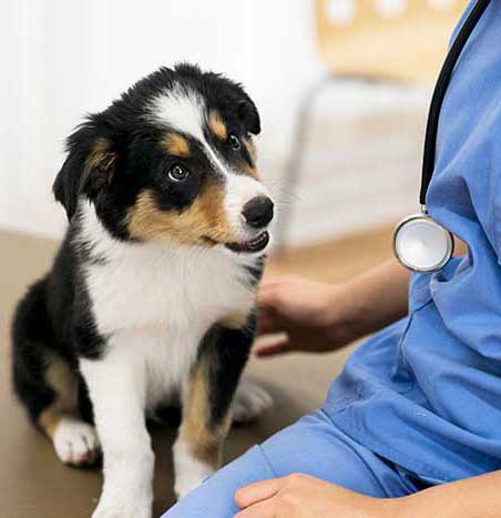 Dog with nurse