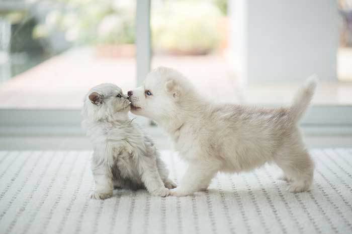 puppy and kitten