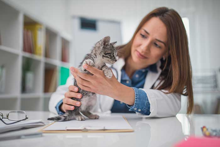 vet with kitten