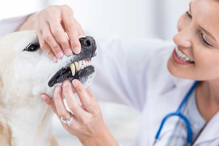 vet checking dogs teeth