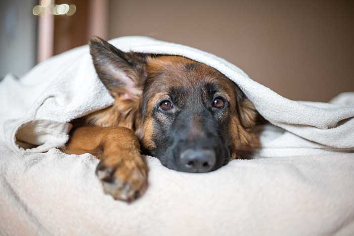 sad dog