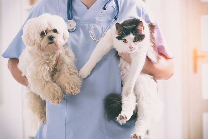 vet holding two pets
