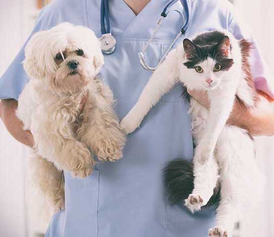 Assistant with pets