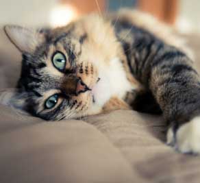 Kitten
