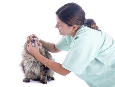 Veterinarian performing a dental check-up on a cat in Campbell & Saratoga, CA
