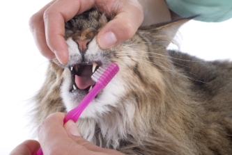 brushing cat teeth