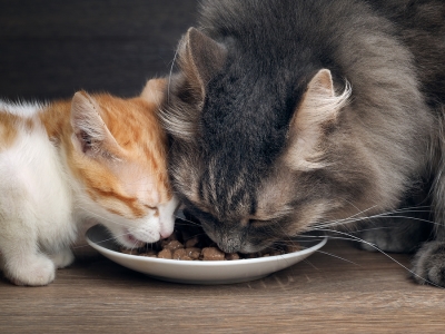 Cats eating