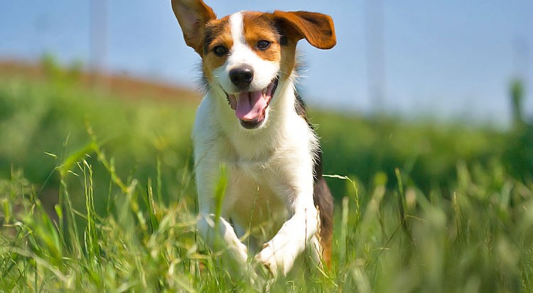 Dog running