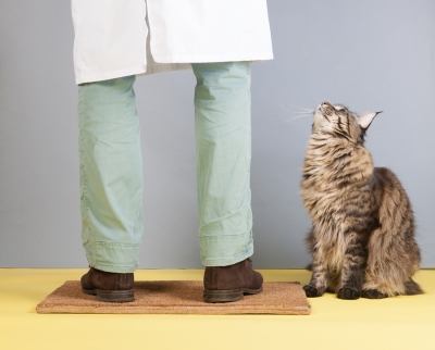 Advantages of Vet House Calls Exploring the Benefits