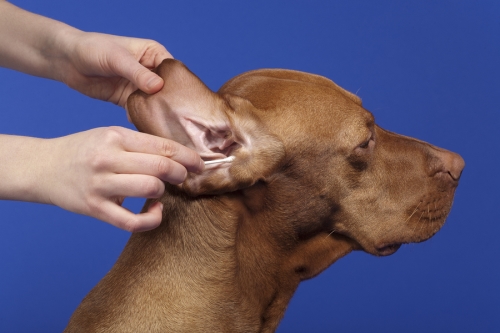 Dog Ear Cleaning in Campbell and Saratoga