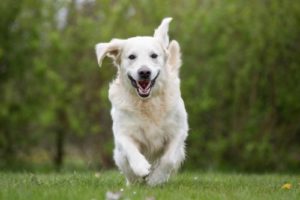 dog running through grass