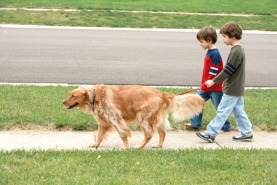 Dog Walking Benefits in Campbell and Saratoga