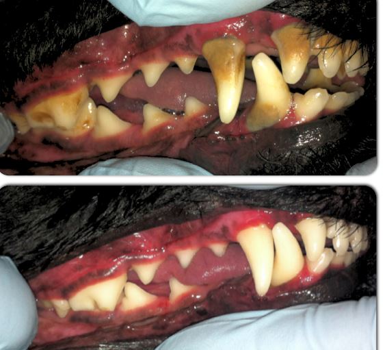 Dental Transformation in a Dog - Reed Animal Hospital, Serving Saratoga and Campbell Areas