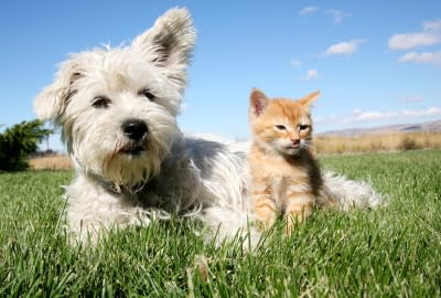A happy cat and dog enjoying companionship in a pet-friendly home in Campbell & Saratoga, CA.
