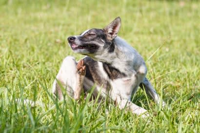Signs of Dog skin irritation or allergies with care advice in Campbell & Saratoga, CA
