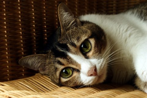 Signs of Tooth Discomfort in Your Pet - Reed Animal Hospital, Serving Saratoga and Campbell Areas.
