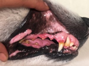 Symptoms of Periodontal Disease in Dogs