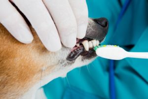 Regular pet dental cleanings help prevent oral health issues in Campbell & Saratoga, CA. 