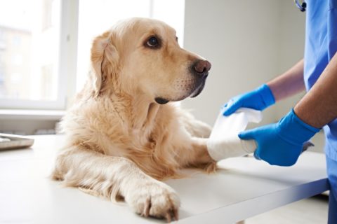 What to Know About ACL Tears in Dogs - Reed Animal Hospital, Serving Saratoga and Campbell Areas