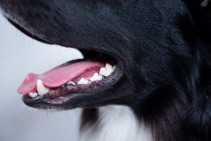 Dog periodontal disease