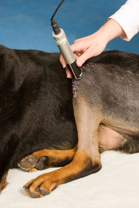 how do you tell if your dog has a pulled muscle