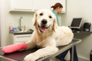 Dog after surgery