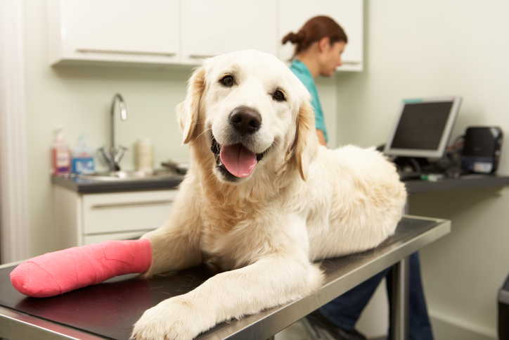 How to Help Your Dog Heal After ACL Surgery