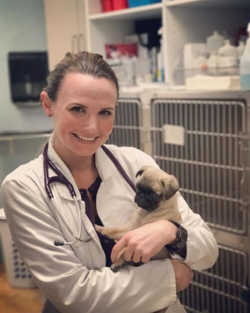 Doctor taking care of pet