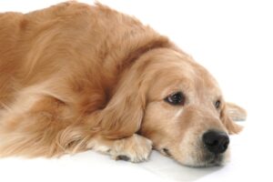 Prevent Dog's from Chronic Pain in Campbell and Saratoga