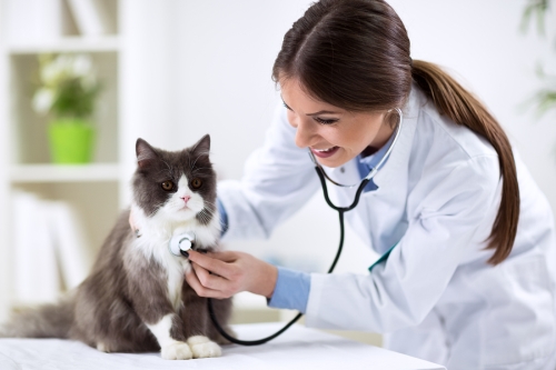 Diarrhea in Cats & Emergency Vet Services in San Jose