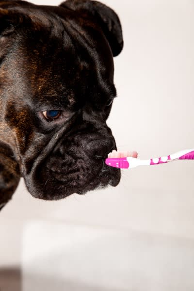 dog having teeth brushed