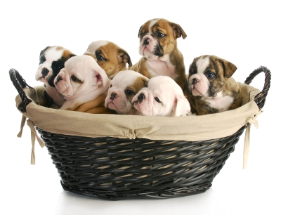 English Bulldogs Health Problems explained by Reed Animal Hospital