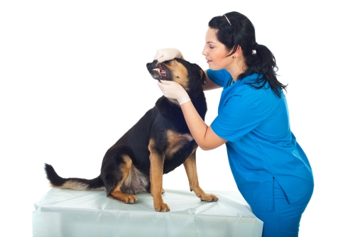 Pet Dental Maintenance Plans at Reed Animal Hospital