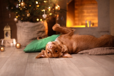 Pet Safety Tips for the Holidays by Reed Animal Hospital