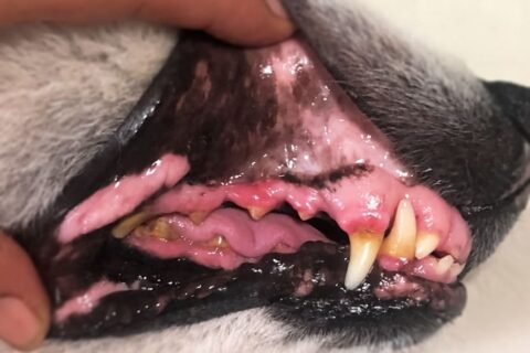 Symptoms of Periodontal Disease in Dogs - Reed Animal Hospital, Serving Saratoga and Campbell Areas