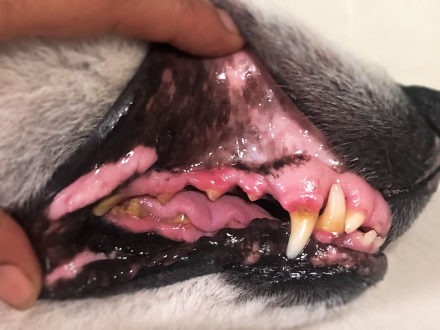 puppy gums bleeding when chewing bone