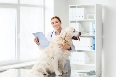 Benefits of Laser Therapy explained by Reed Animal Hospital