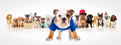 Tips for Socializing Puppies by Reed Animal Hospital